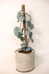 Scindapsus pictus sp. "Silver Platinum"